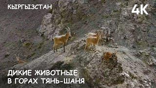Мир Приключений - Дикие животные в горах Тянь-Шаня. Кыргызстан. 2024 г.