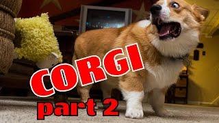 Corgi compilation. Funny and cute. Очаровательные Корги! Милые и смешные!