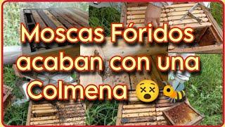 Moscas Fóridos acaban con una Colmena #apicultura #apismellifera #abejas