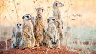 Meerkats: Amazing Facts About This Incredible Animals