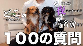 Chihuahua-pig Kotaro answers 100 questions in a somewhat out-of-control manner! [Curly hair] [Rel...