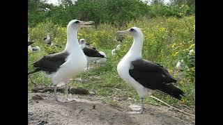 Midway Atoll - Laysan Albatross Courtship