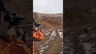 охота на кабана в россии с очень близкого расстояния #охота #загоннаяохота #кабан #весенняяохота