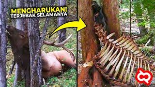 KASIHAN, Hewan ini Alami Kejadian Apes Saat Berburu Mangsa! Momen Haru Ketika Hewan Terjebak