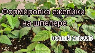 Формировка ежевики на шпалере. Новый способ