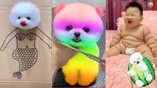 Tik Tok Chó Phốc Sóc Mini  Funny and Cute Pomeranian #401