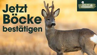 Schwache & starke REHBÖCKE unterscheiden lernen, jagdbare Böcke sicher bestätigen.