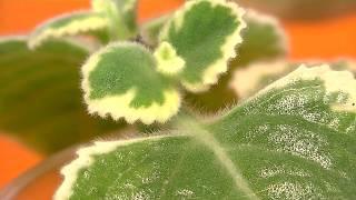 Plectranthus madagascariensis ‘variegated mintleaf’/Plectranthus amboinicus 'Variegatus'