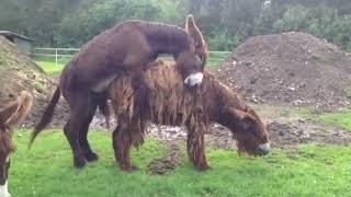 #Donkey mating with goat।#donkey mating।#mating donkey।#goat mating।#animalmating।#animal sex।
