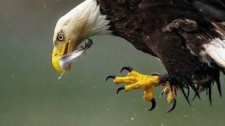 Insane Bald Eagle Feeding Frenzy - Bird In Flight Photography with Sony A1 200-600 & 600f4