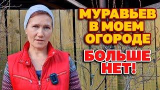 МУРАВЬИ не любят ЭТО пара КАПЕЛЬ и они уйдут СУПЕР СПОСОБ ИЗБАВИТСЯ ОТ ТЛИ БЕЗ ХИМИИ@obovsemsmarusya