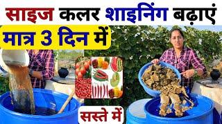 साइज क्वालिटी शाइनिंग बढ़ाने का Super तरीका | Organic high power fertilizer | cotton cake slurry