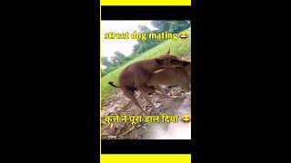 street dog mating funny dogs ।# short # youtube shorts