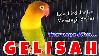 Suara Pancingan Lovebird Jantan Memanggil Betina MEMICU Lb Jantan Birahi & Lb Betina Birahi