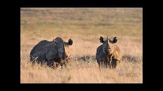 The Last Northern White Rhinos | Years of Living Dangerously