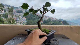 Hibiscus Bonsai Root Pruning | Repotting | Wiring