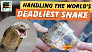 Handling One Of The World's Deadliest Snake | Giant King Cobra's Annual Health Check