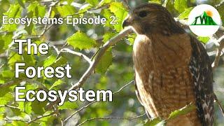 Ecosystems Episode 2: The Forest Ecosystem!