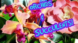 ORCHID SHOW! SUCCULENT HAUL! MINI FAIRY GARDEN! FAUX SUCCULENTS? PRUNING FOR AIRFLOW