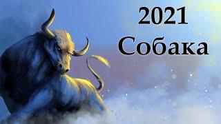 Китайский гороскоп на 2021 год : Собака