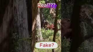  BIGFOOT Spotted! We Can’t Believe it!