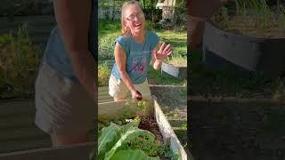 Secret To Huge Harvests #organicgardening #growingfood #selfsufficient #soilhealth