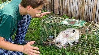 TRAPPING MY ESCAPED OPOSSUM !