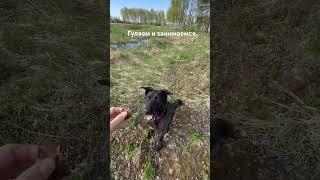 Гуляем и занимаемся #прогулка #собака #зоопсихолог #преданность #любовь #деревенскаяжизнь