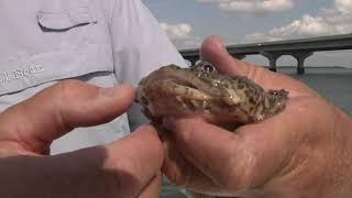 Oyster Toadfish