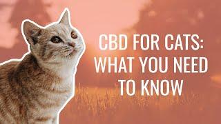 CBD for Cats: What You Need to Know