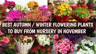 BEST AUTUMN / WINTER FLOWERING PLANTS TO BUY FROM NURSERY IN NOVEMBER | BEST NOVEMBER FLOWERS 