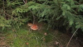 Boletus edulis (Fichtensteinpilze) in Thüringen Finsterbergen