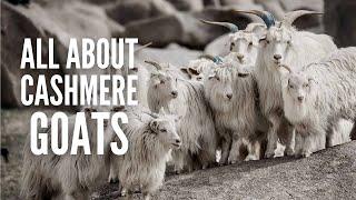 Cashmere Goats: Breeds, Characteristics, Care and Tips