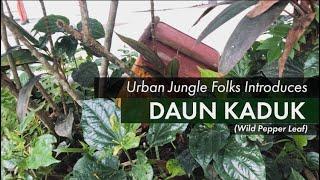 Wild Pepper Leaf - Daun Kaduk | Urban Jungle Folks and Singapore Permaculture