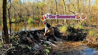 Muddy Beaver Dam 5.0! || Beaver Dam Removal In Gator Creek! S5 EP.3! #beaverdamremoval