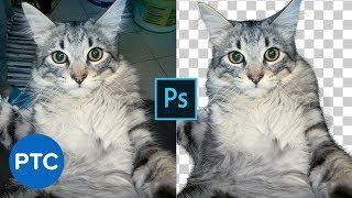 Cut Out Fur From Busy Backgrounds In Photoshop