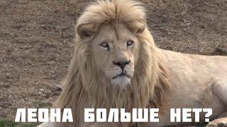 ЛЕОНА БОЛЬШЕ НЕТ? СТРАШНАЯ "СКАЗКА". ТАЙГАН.
