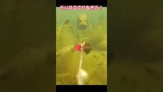 2024路亞釣魚運動生活是頂流.這魚追的到嗎？路亞打龜的真相？還是純牽拖?假餌操作太快太急嗎？還是只看不咬追好玩的.推薦fyp