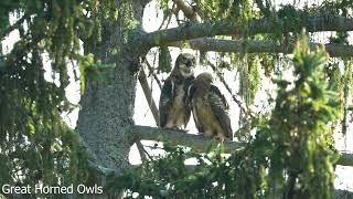 Essex County Birding - 5/9/2023 - 5/14/2023