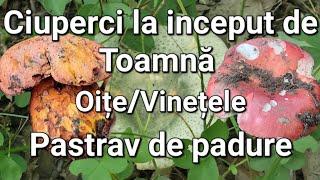 La ciuperci - Păstrăv de padure/Oițe/Vinetele/Amanite etc.