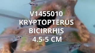 V1455010 | Kryptopterus Bicirrhis 4,5-5 cm