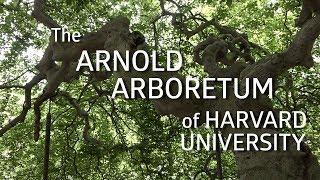 The Arnold Arboretum of Harvard University!