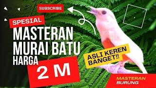 MASTERAN MURAI BATU SULTAN MURAI BATU ALBINO SEHARGA 2 MILIAR