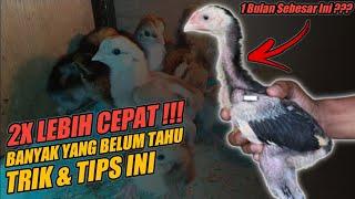 Cara Memberi Makan Anak Ayam Agar Cepat Besar