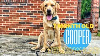 Allentown Dog Trainers ||| 7 Month Old Yellow Lab, Cooper