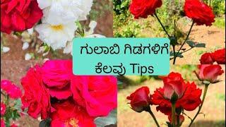 ಗುಲಾಬಿ ಗಿಡಗಳ ಬಗ್ಗೆ ಕೆಲವು Important ಮಾಹಿತಿಗಳು / Rose plant care tips/ Life with greens and curry