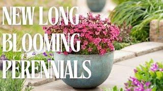 New Bloomable Perennials for 2025
