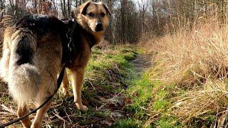 Frostige Winterwanderung im Schaumburger Wald mit Hund