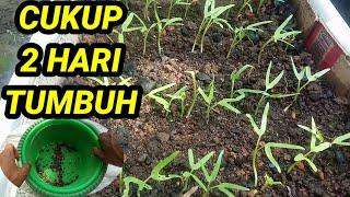 Cara Menanam Kangkung Agar Cepat Tumbuh