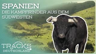 Spanien: Die Zucht des legendären Toro Bravo | Reisedoku | TRACKS Deutschland